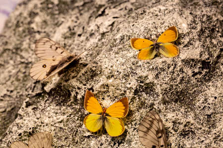 Queen butterfly (Danaus gylippus) with colorful butterflies flowersの写真素材