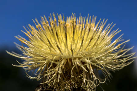 plant, leaf pattern and colorful flowerの写真素材