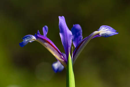 Purple lily under wild purple blue sky
