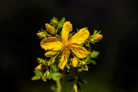 plant, leaf pattern and colorful flower