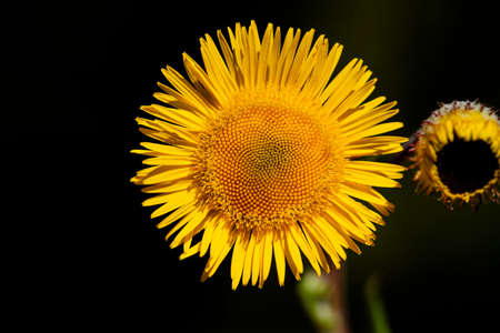 plant, leaf pattern and colorful flower