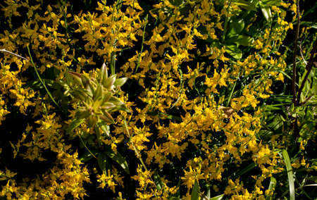 plant, leaf pattern and colorful flower