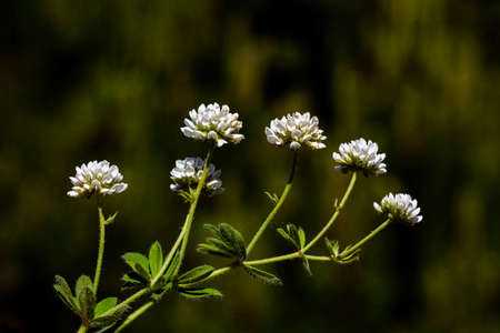 plant, leaf pattern and colorful flower