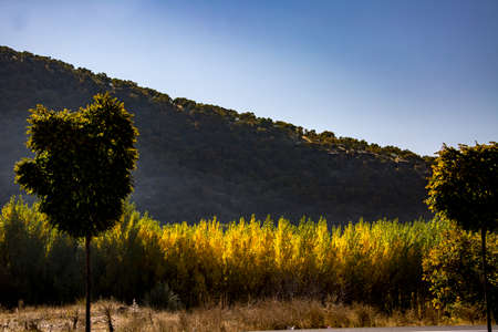 wild nature, countryside, mountainous area, shrub plant - Turkeyの写真素材