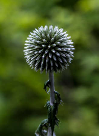 echinops ritro, hairless blue world, hairless bunの写真素材