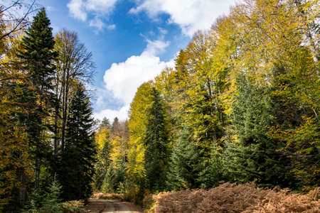 Beaututiful forest landscape in Turkey