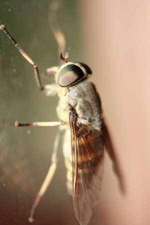 Horse Flyの写真素材