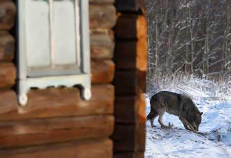Grey Wolf standing near house in villige