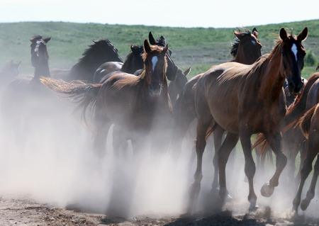 wild horses running in dust isolated on natureの写真素材