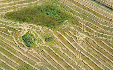 Summer landscape with wheat field and clouds isolatedの写真素材