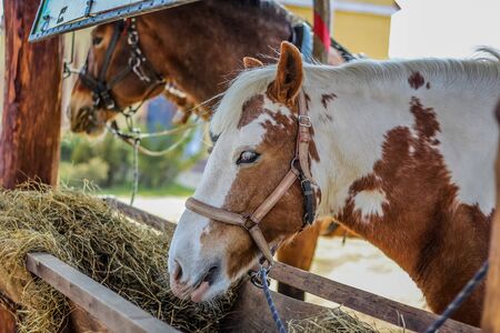 Horses feed from a feeding trough outdoorの写真素材