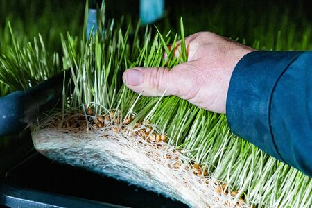 technology sprouted wheat in a greenhouse