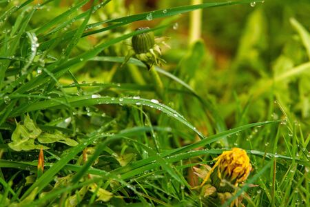 In the Morning dew on the grassの写真素材