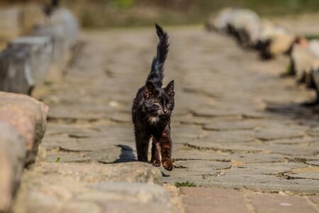 The village outdoor garden catの写真素材