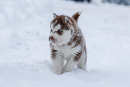Cute husky puppies, felt boots in the snow and husky puppy, winter card with puppiesの写真素材