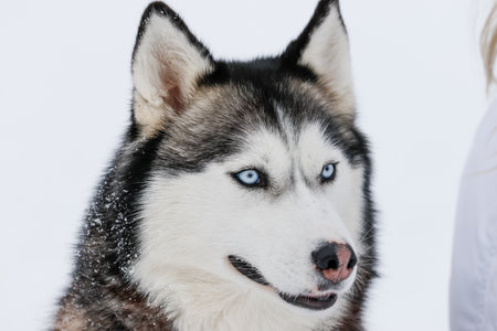 Portrait of a Siberian husky, friendship forever. Pet. Huskyの写真素材
