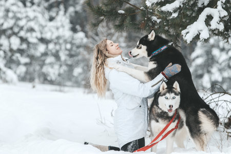 The girl rides on a sled on a sled with Siberian huskies in the winter forest. Pet. Husky. Husky art poster, Husky print,の写真素材