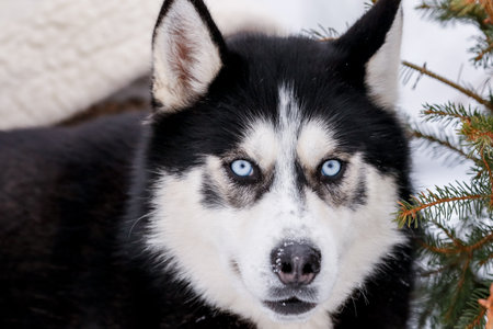 Portrait of a Siberian husky, friendship forever. Pet. Huskyの写真素材