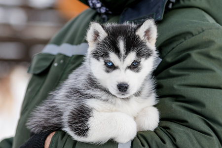Cute husky puppies, felt boots in the snow and husky puppy, winter card with puppiesの写真素材