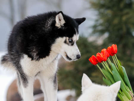 Portrait of a Siberian husky, friendship forever. Pet. Husky