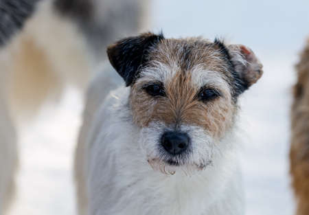 dog jack russell, some snow on the face