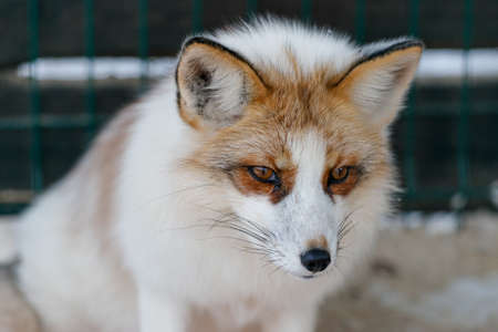 red fox portrait. direct eye contact, some snow on the faceの写真素材