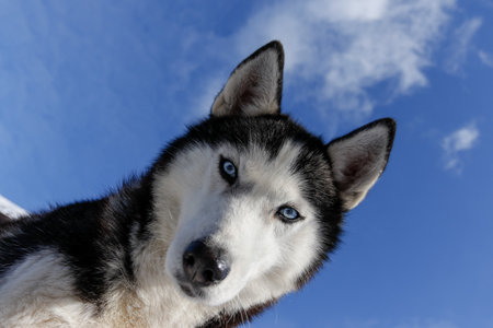 Portrait of a Siberian husky, friendship forever. Pet. Huskyの写真素材