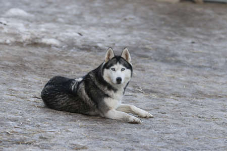 Husky dog enjoying the snow during cold winter