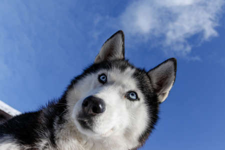 Portrait of a Siberian husky, friendship forever. Pet. Huskyの写真素材