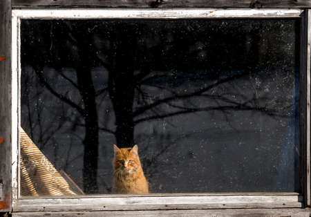 The ginger cat is sitting in the window of a house.の写真素材