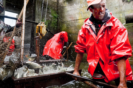 Belarus. August 2013: Workers in red overalls at a fish factory. Fish Farmingのeditorial素材