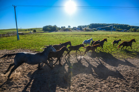 Belarus. Ratomka - 07,10,2015: Herd of horses on the green field against a background of blue sky and sun.のeditorial素材