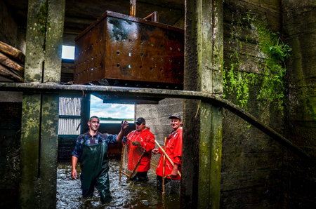 Belarus. August 2013: Workers in red overalls at a fish factory. Fish Farmingのeditorial素材
