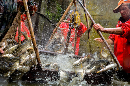 Belarus. August 2013: Workers in red overalls at a fish factory. Fish Farmingのeditorial素材