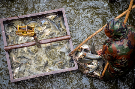 Belarus - August 2013: Industrial fish farming. Fish in the container. Fish Farmingのeditorial素材
