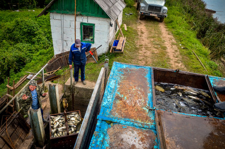 Belarus - August 2013: Industrial fish farming. Fish in the container. Fish Farmingのeditorial素材