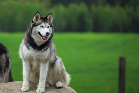 Husky is resting on a stone. Against the background of green grass. Portrait of the Siberian husky....