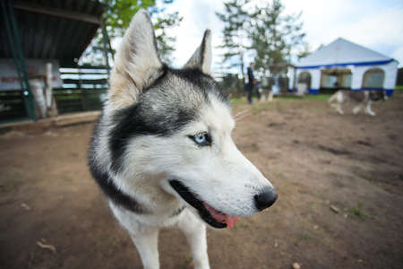 Blue-eyed husky poses for the camera. Portrait of the Siberian husky. Friendship forever.の写真素材