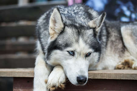 Portrait of the Siberian husky. Friendship forever. . High quality photoの写真素材