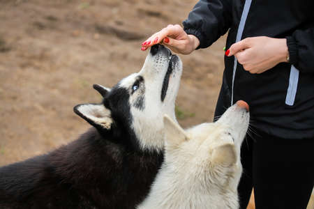 Lovely huskies are waiting for a treat from the owner. Friendship forever.