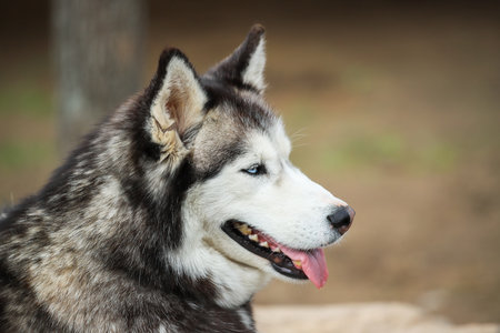 Siberian husky on a background of forest and grass. Friendship forever.の写真素材