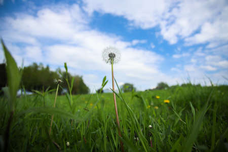 Dandelion in a field in a background of blue sky with clouds.の写真素材