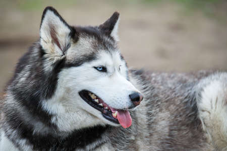 Portrait of the Siberian husky. Friendship forever. . High quality photoの写真素材