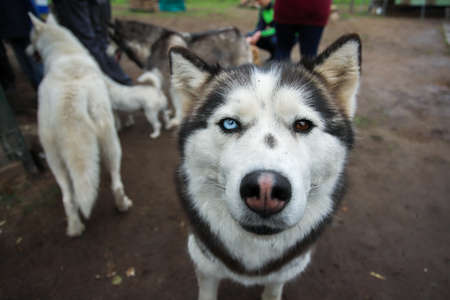 Husky with different eye colors near other dogs. Friendship forever.