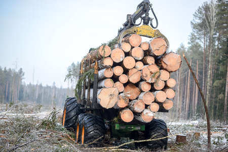 Belarus - 02.02.2015 - A timber truck loaded with trees in winter in the forest on the snow foyer.のeditorial素材