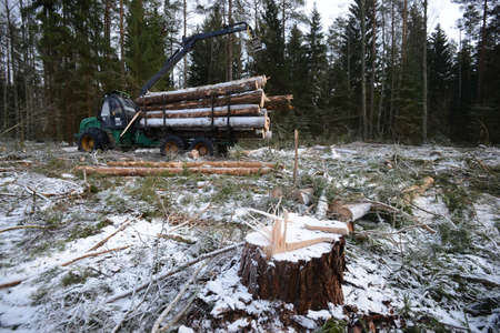 Belarus - 02.02.2015 - A timber truck loaded with trees in winter in the forest on the snow foyer.のeditorial素材