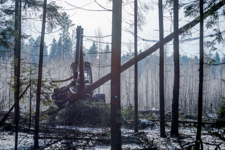 Belarus - 02.02.2015 - Machines for logging, timber production, men's work are working in the forest. Harvester in the woods. Harvesting of wood. Firewood as a renewable energy source. Agriculture and forestry theme.の写真素材