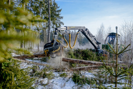 Belarus - 02.02.2021 - Harvester working in a forest. Harvest of timber. Firewood as a renewable energy source. Agriculture and forestry theme. High quality photoのeditorial素材