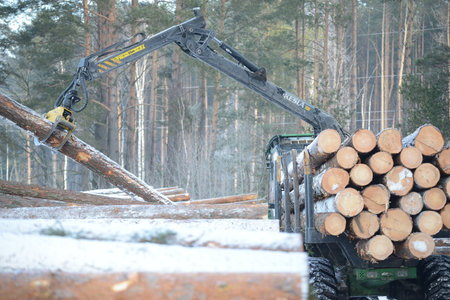 Belarus - 02.02.2015 - A timber truck loaded with trees in winter in the forest on the snow foyer.のeditorial素材