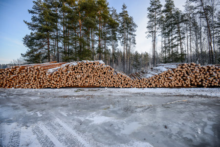 Belarus - 02.02.2015 - TTimber for loading on a truck against the background of the winter forest. High quality photoのeditorial素材